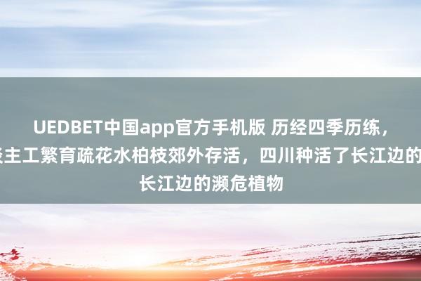 UEDBET中国app官方手机版 历经四季历练，40株东谈主工繁育疏花水柏枝郊外存活，四川种活了长江边的濒危植物